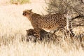 Cheetahs in the Kgalagadi, South Africa Royalty Free Stock Photo