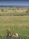 Cheetahs lying on the plains Royalty Free Stock Photo