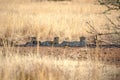 Cheetahs lying in the shade in Pilanesberg National Park Royalty Free Stock Photo