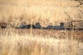 Cheetahs lying in the shade in Pilanesberg National Park Royalty Free Stock Photo