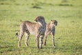 Cheetahs on the Mara Royalty Free Stock Photo