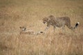 Cheetahs in the Masai Mara Royalty Free Stock Photo