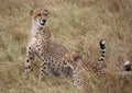 Cheetahs in the Masai Mara Royalty Free Stock Photo