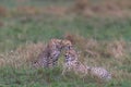 cheetahs of masaimara captured in my last trip to Masaim