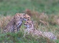 cheetahs of masaimara captured in my last trip to Masaim