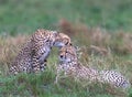 cheetahs of masaimara captured in my last trip to Masaim