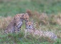 cheetahs of masaimara captured in my last trip to Masaim