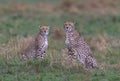 cheetahs of masaimara captured in my last trip to Masaim