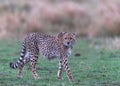 cheetahs of masaimara captured in my last trip to Masaim