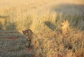 Cheetahs, Namibia Royalty Free Stock Photo