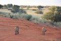 Cheetahs, Namibia Royalty Free Stock Photo