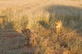 Cheetahs, Namibia Royalty Free Stock Photo