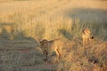 Cheetahs, Namibia Royalty Free Stock Photo