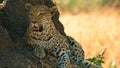 Cheetahs National Park Africa close up