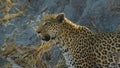 Cheetahs National Park Africa close up