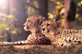 Cheetahs Royalty Free Stock Photo