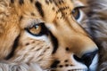 cheetahs neck fur detail in natural lighting