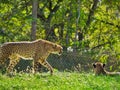 Cheetahs in Omaha's Henry Doorly Zoo and Aquarium in Omaha Nebraska Royalty Free Stock Photo