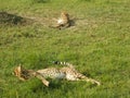 Cheetahs pair rest grass Kenya