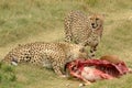 Cheetahs with prey