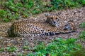 Cheetahs resting in the shade Royalty Free Stock Photo