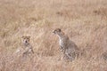 Cheetahs resting in tall grass Royalty Free Stock Photo