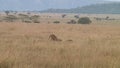 Cheetahs in the Serengeti