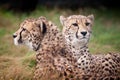 Cheetahs sitting and resting Royalty Free Stock Photo