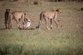 Cheetahs with a Springbok kill in Kgalagadi. Royalty Free Stock Photo