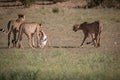 Cheetahs with a Springbok kill in Kgalagadi.