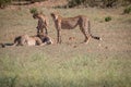 Cheetahs with a Springbok kill in Kgalagadi. Royalty Free Stock Photo