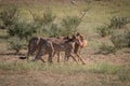 Cheetahs with a Springbok kill in Kgalagadi. Royalty Free Stock Photo