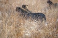 Cheetahs in tall grass in Pilanesberg National Park Royalty Free Stock Photo
