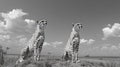 Cheetahs Standing Together Royalty Free Stock Photo