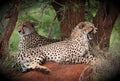 Cheetahs Royalty Free Stock Photo