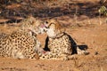 Cheetahs with tracking collars Royalty Free Stock Photo