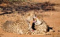 Cheetahs with tracking collars Royalty Free Stock Photo