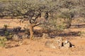 Cheetahs with tracking collars