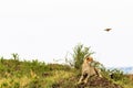 Cheetahs view point in savanna. Masai Mara, Kenya Royalty Free Stock Photo