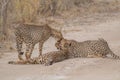 Cheetah walking and standing in the savanna, Etosha national park, Namibia, Africa Royalty Free Stock Photo