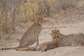 Cheetah walking and standing in the savanna, Etosha national park, Namibia, Africa Royalty Free Stock Photo