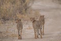 Cheetah walking and standing in the savanna, Etosha national park, Namibia, Africa Royalty Free Stock Photo