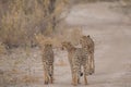 Cheetah walking and standing in the savanna, Etosha national park, Namibia, Africa Royalty Free Stock Photo