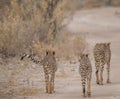 Cheetah walking and standing in the savanna, Etosha national park, Namibia, Africa Royalty Free Stock Photo