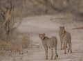 Cheetah walking and standing in the savanna, Etosha national park, Namibia, Africa Royalty Free Stock Photo