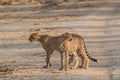Cheetah walking and standing in the savanna, Etosha national park, Namibia, Africa Royalty Free Stock Photo