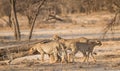 Cheetah walking and standing in the savanna, Etosha national park, Namibia, Africa Royalty Free Stock Photo