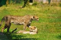 Cheetahs in a Wildlife Park