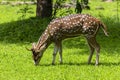 Cheetal or chital deer, also known as spotted deer in lush forest meadow. Deer family