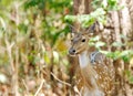 Cheetal deer in the bushes of Jim Corbett forest